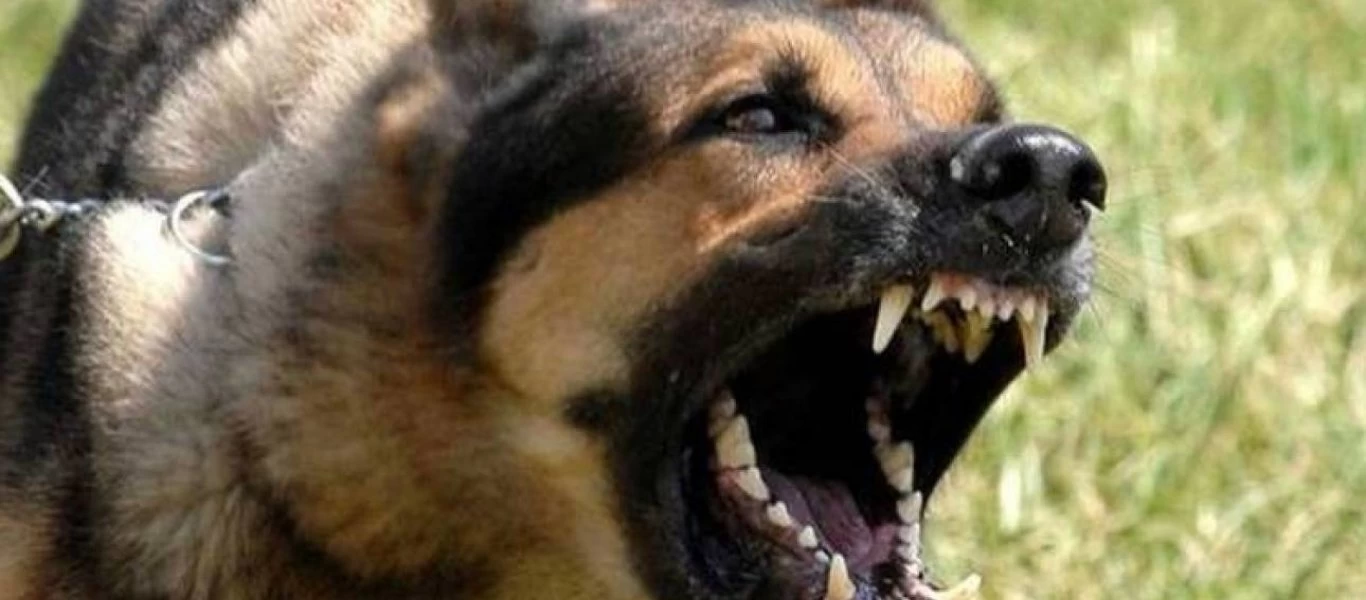 Θεσσαλονίκη: Ελεύθερος με περιοριστικούς όρους ο 25χρονος που σκότωσε σκύλο